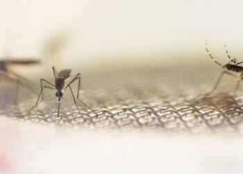 Mosquitoes land on a metal wire screen in a white background.