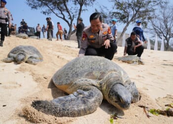 Indonesia returns 20 green sea turtles to the ocean after Bali smuggling raid