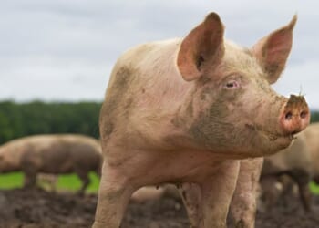 A dirty pig looks to the side as he’s covered in mud.