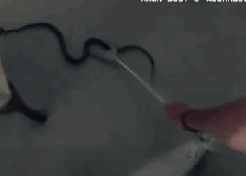 Woman calls Montgomery County Police to home to remove snake after animal control was unavailable