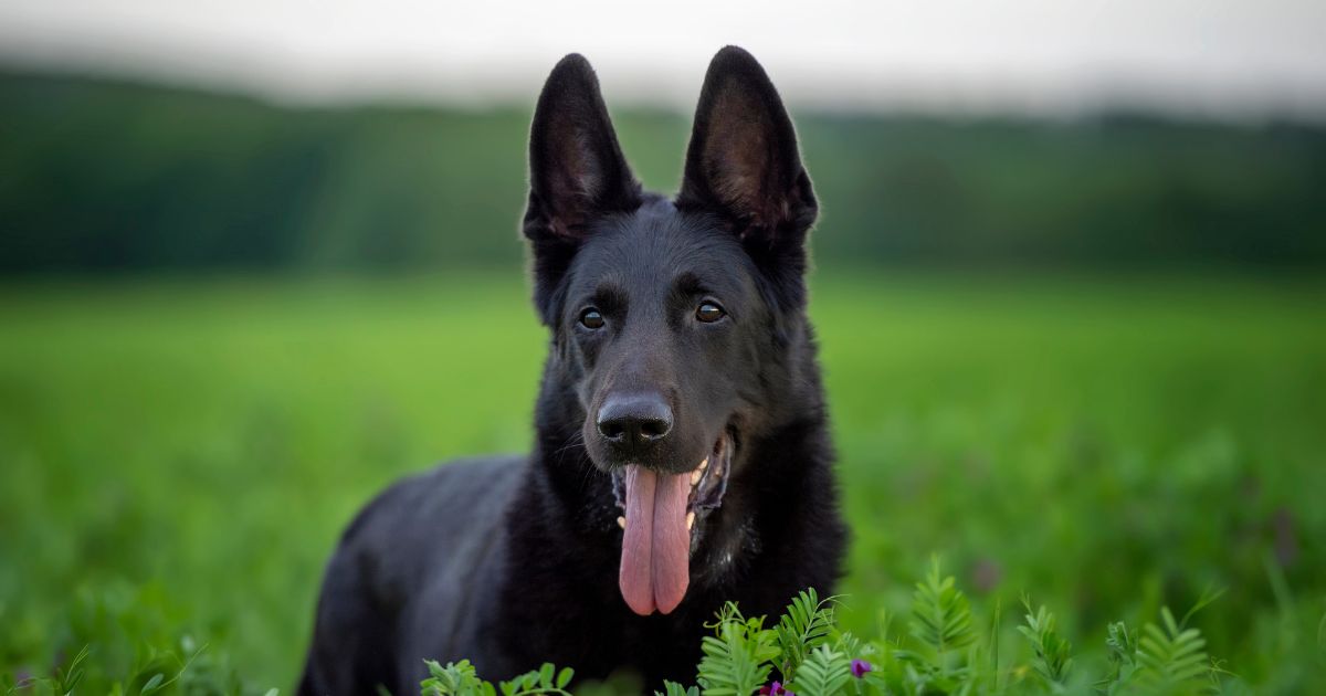 A black German shepherd dog on a green meadow is looking closely at the camera, sticking out its tongue.