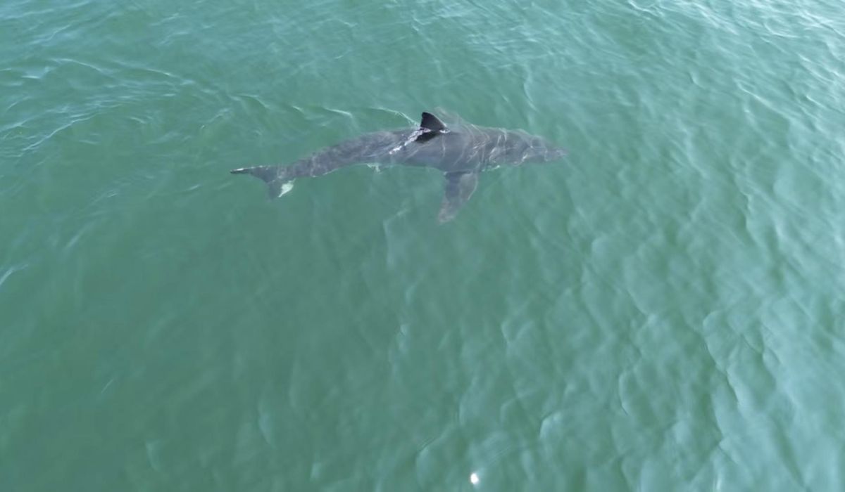 Great white sharks are going north. Here's what the numbers say