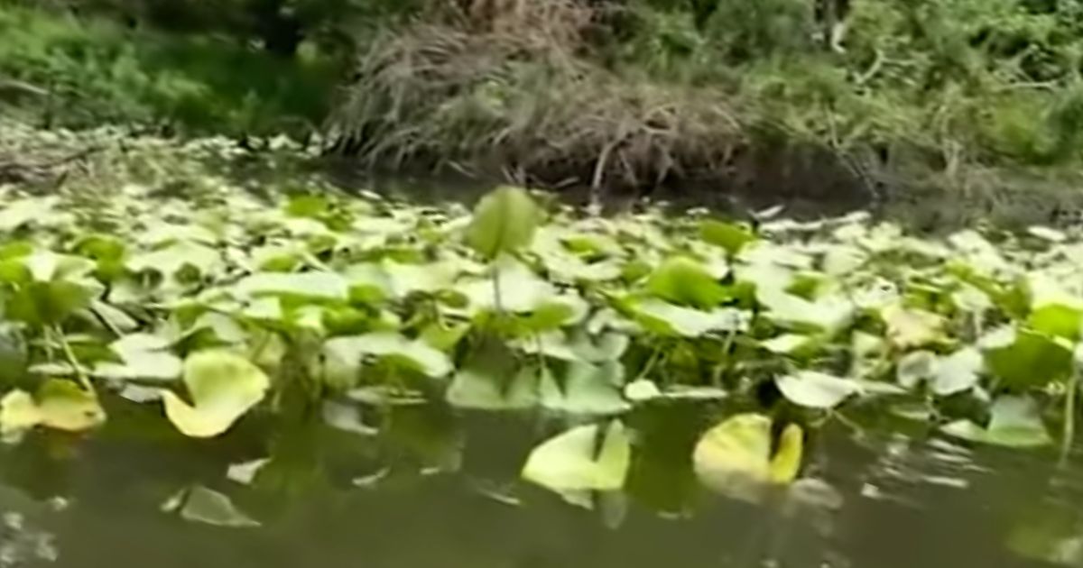A murky Pennsylvania pond yielded a big surprise for a recreational fisherman.