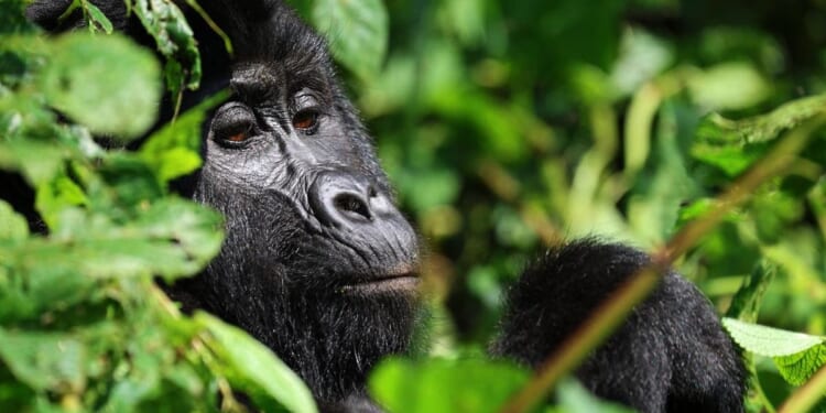 Tourism helps Uganda's endangered mountain gorillas make a comeback