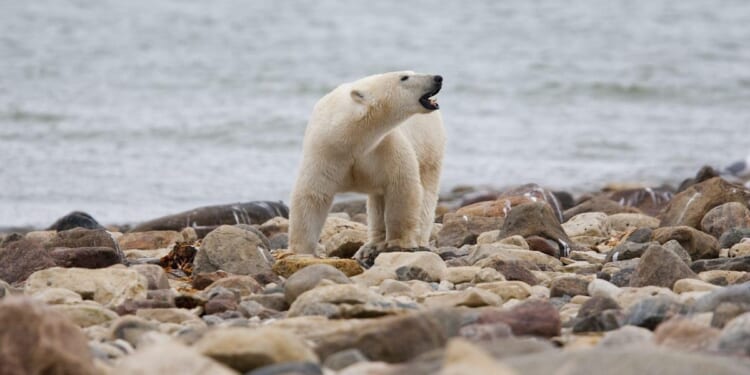 New drone footage captures group of polar bears living at abandoned Russian weather station