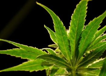 A drug made from marijuana reduced back pain in a large study