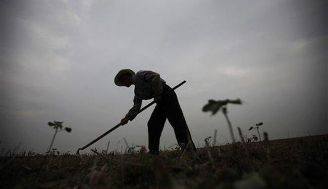 Decorative Cotton Branches – HotAir