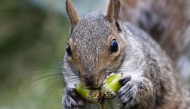 The Real Source of Government Corruption – PJ Media