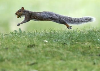 Vicious 'Attack Squirrel' in San Francisco Area Proves That Not Only Humans Are Nuts in the Bay Area – PJ Media