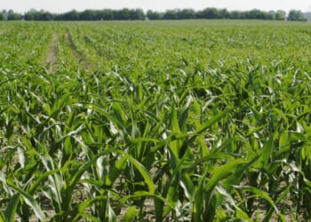 New corn growers' leader calls for year-round ethanol fuel, more markets