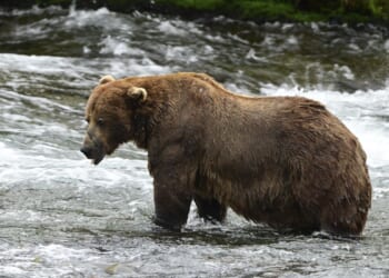 Bear 32, 'Chunk,' wins Fat Bear Week after string of runners-up