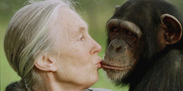 Conservationist Jane Goodall renowned for chimpanzee research and environmental advocacy has died
