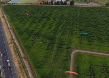 Northern California corn maze lets visitors enjoy getting lost