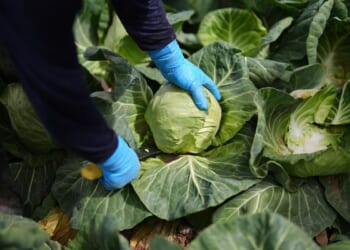 A recipe for avoiding 15 million deaths a year and climate disaster is fixing food, scientists say