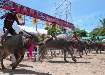 A beauty pageant for buffaloes in Thailand raises status of the animal