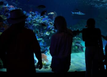 Florida's Mote Marine Laboratory relocates hundreds of marine animals to $130M facility