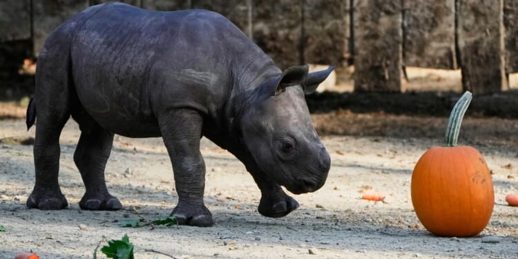 Critically endangered baby black rhino making debut at Cleveland zoo