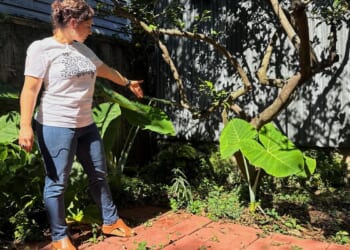 A long-lost ancient Roman artifact reappears in a New Orleans backyard
