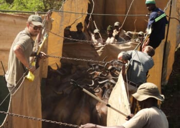 Reviving this African game reserve meant catching and transporting hundreds of wild animals