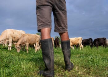 Trump: Cattle ranchers 'don't understand' his efforts to protect beef industry, grocery consumers