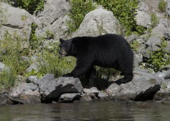 After DNA testing, Arkansas officials find out they killed the wrong bear in recent fatal mauling