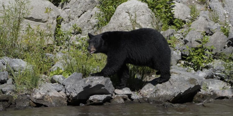 After DNA testing, Arkansas officials find out they killed the wrong bear in recent fatal mauling