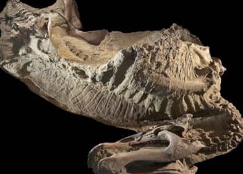 New 'mummified' dinosaur specimens found in eastern Wyoming