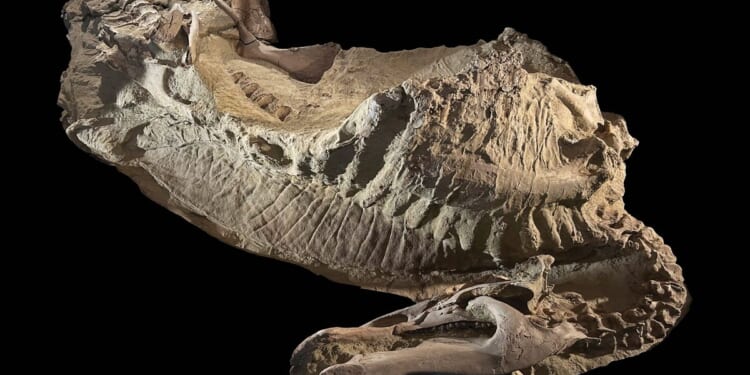 New 'mummified' dinosaur specimens found in eastern Wyoming