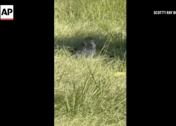 Monkeys escape captivity from overturned truck on Mississippi highway