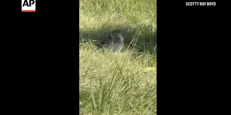 Monkeys escape captivity from overturned truck on Mississippi highway