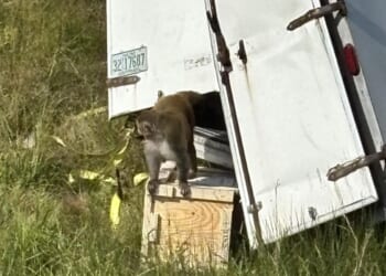 An unknown number of rhesus monkeys escaped from a truck in Mississippi on Oct. 28, 2025.