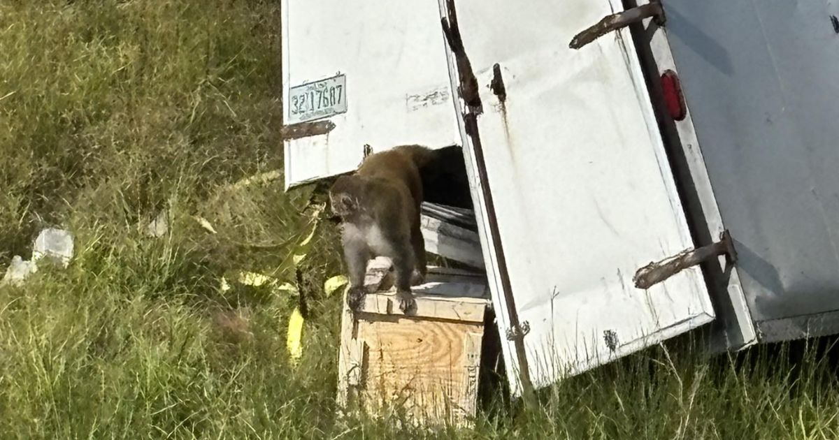 An unknown number of rhesus monkeys escaped from a truck in Mississippi on Oct. 28, 2025.