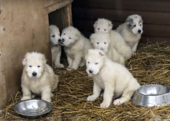 Banning Pet Sales – HotAir