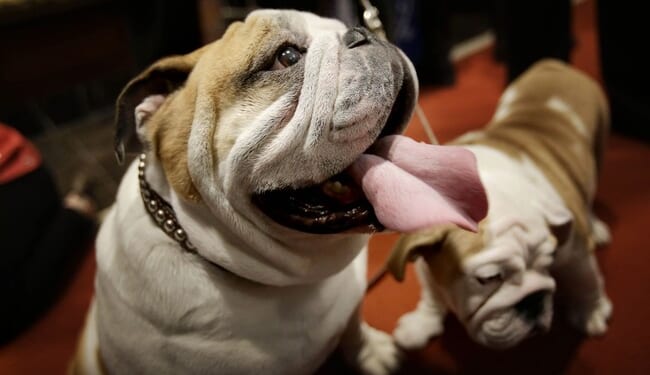 Banning Pet Sales – PJ Media