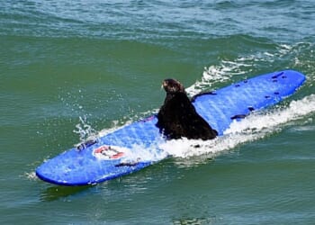 Sea Otter 841 takes a ride on a stolen surfboard in 2023.