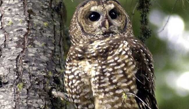 DEI for Owls – PJ Media