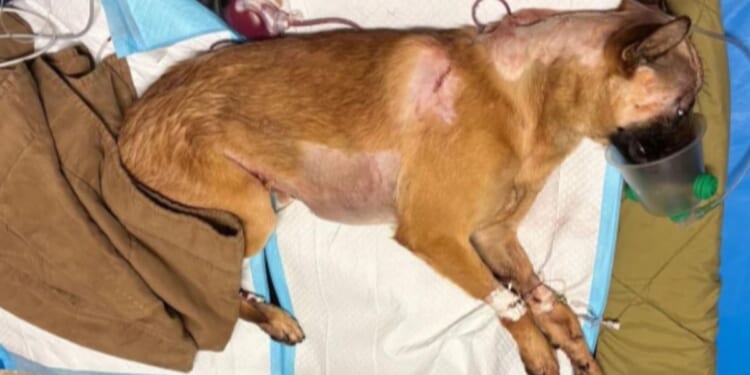 K-9 Roam suffered multiple stab wounds and his left hind leg was amputated, but his handler says, "He is still a happy boy and has been getting plenty of rest."