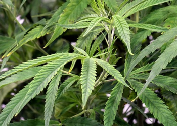 Legal Weed Was a Bad Idea – HotAir