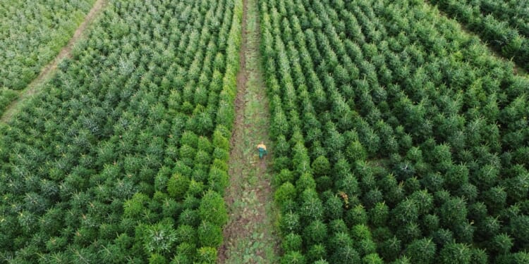 Christmas harvest begins in Germany, where some say decorating trees began