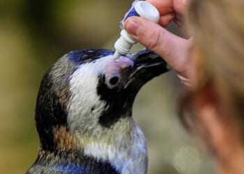 Much like a nursing home, penguins at aquarium in Boston can age with dignity