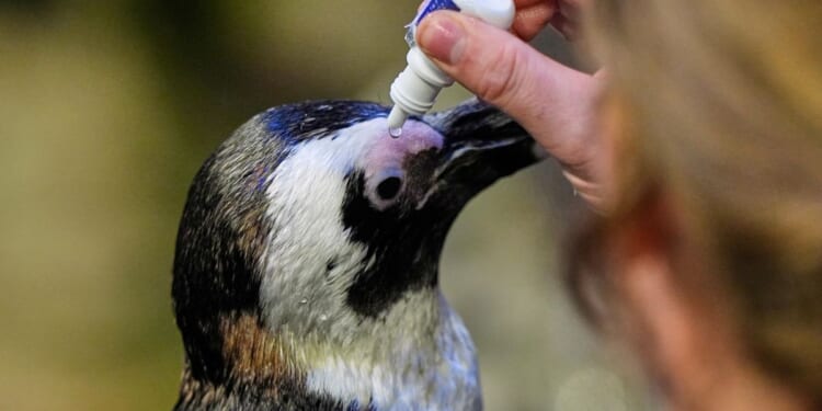 Much like a nursing home, penguins at aquarium in Boston can age with dignity