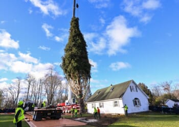 Rockefeller Christmas tree is harvested from upstate New York and begins trek to Manhattan