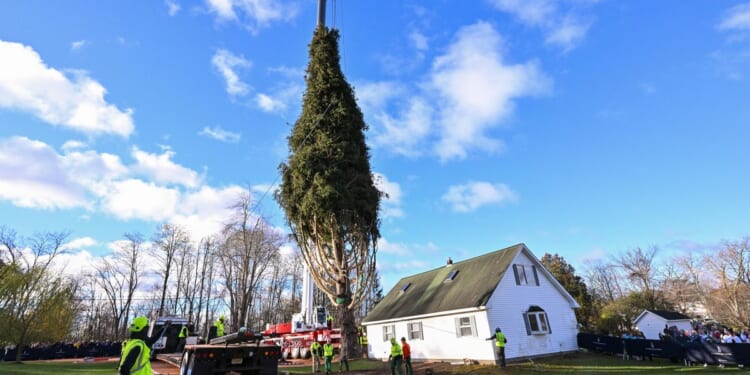 Rockefeller Christmas tree is harvested from upstate New York and begins trek to Manhattan