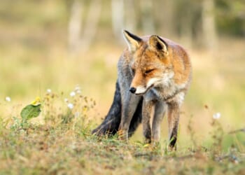 Alexandria officials sound rabies alarm after infected fox interacts with person and dog in Rosemont