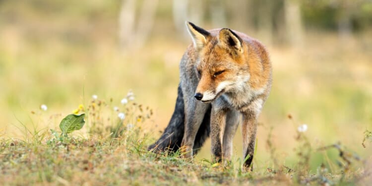 Alexandria officials sound rabies alarm after infected fox interacts with person and dog in Rosemont