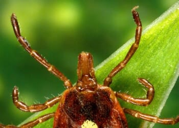 New Jersey man first known casualty of tick-caused 'meat allergy,' UVA researchers say