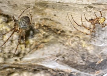 1,140 square foot spider web found in southeastern Europe thought to be world's largest