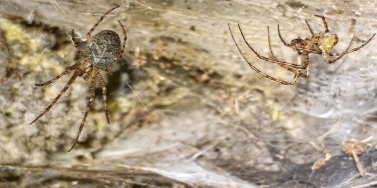 1,140 square foot spider web found in southeastern Europe thought to be world's largest