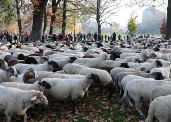Make way for the flock! Hundreds of sheep head through German city to their winter pastures