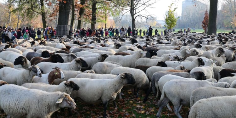 Make way for the flock! Hundreds of sheep head through German city to their winter pastures